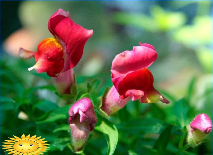 Hvilke blomster kan plantes før vinteren