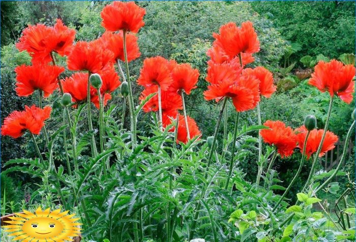 Hvilke blomster kan plantes før vinteren