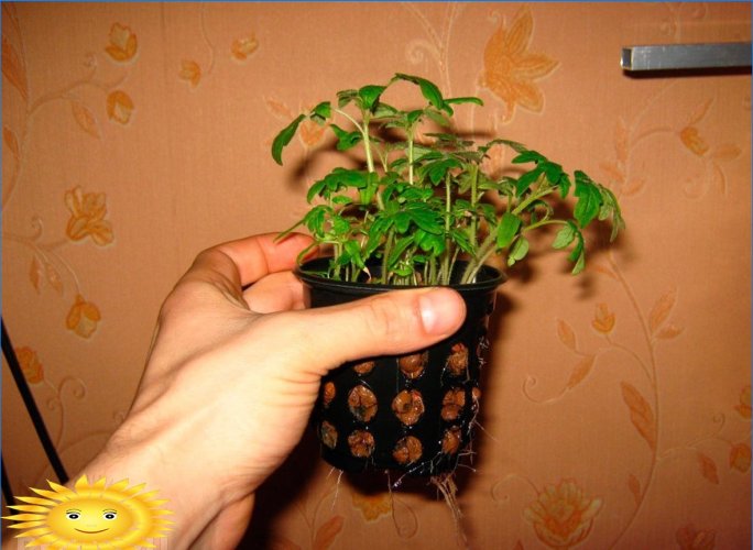 Hydroponics: hjemmeplanter til dyrkning af blomster, urter og grøntsager