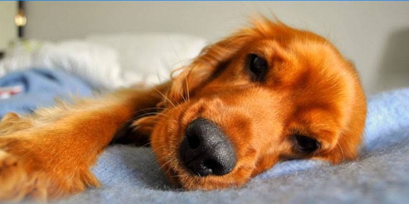 Hunde træthed