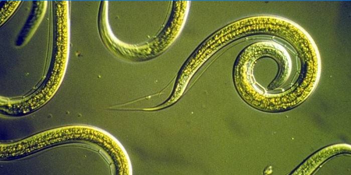 Nematode orme