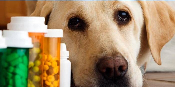 Dyremedicin