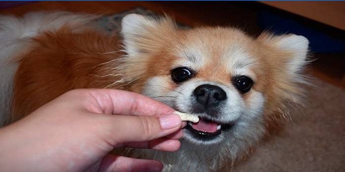 Hunden får en pille til forebyggelse