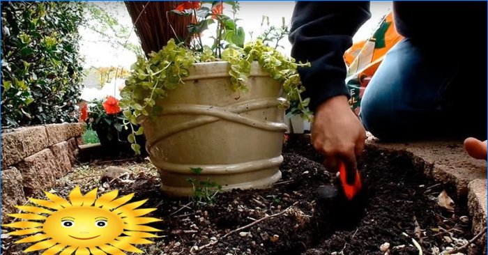 Kaskaderende blomsterbed i haven ved hjælp af almindelige blomsterpotter