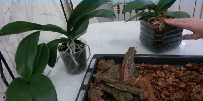 Forberedelse af underlaget til planten