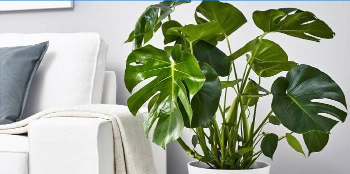 Monstera-plante