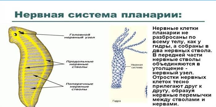 Planaria nervesystem