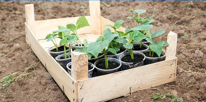 Agurkplanter før plantning