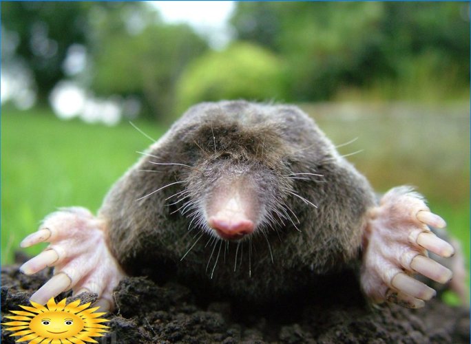 Mole tæt på