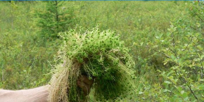 Sphagnum i hånden