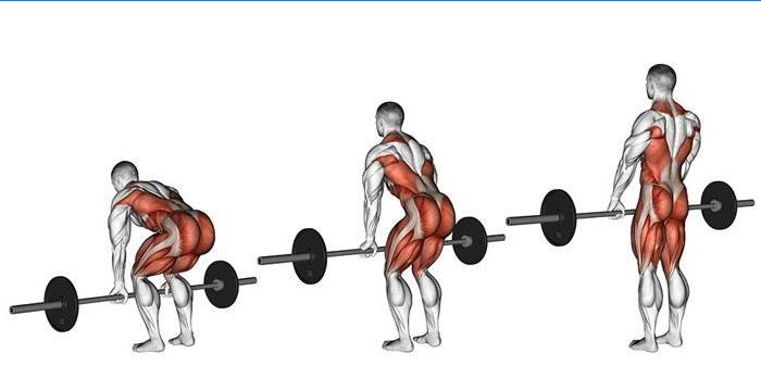 Arbejdet med menneskelige muskler, når man udfører deadlift med en vektstang