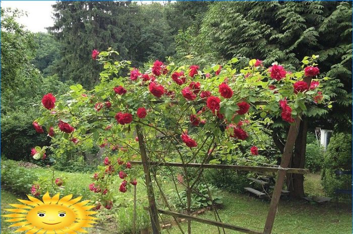 Understøtter, buer, buskeholdere og espalier i haven