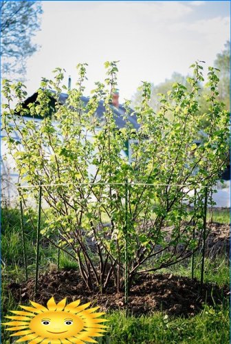 Understøtter, buer, buskeholdere og espalier i haven