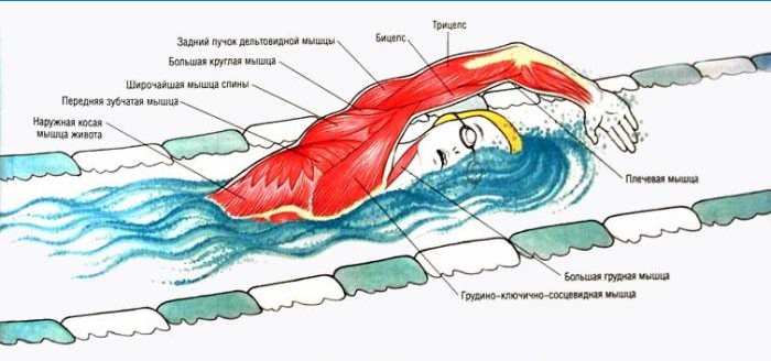 Muskelarbejde, når man svømmer