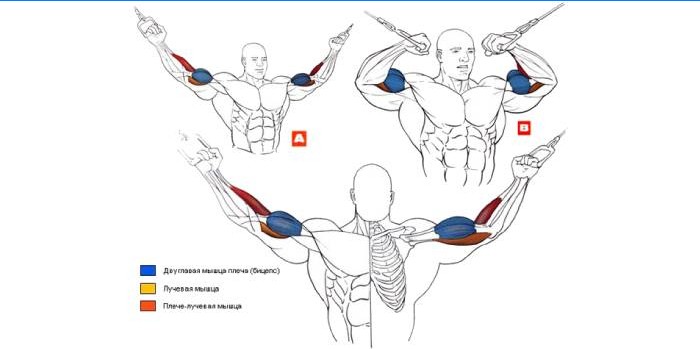 Crossover Biceps-øvelse