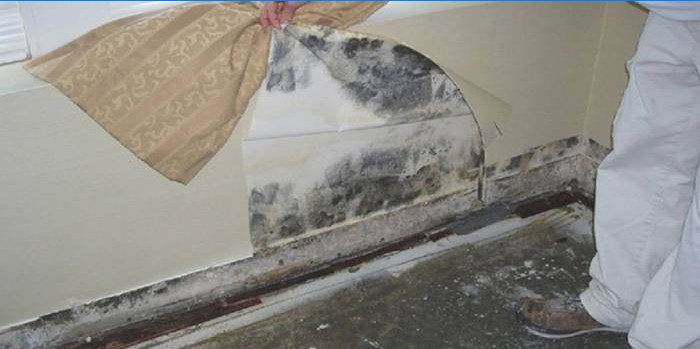 Mold