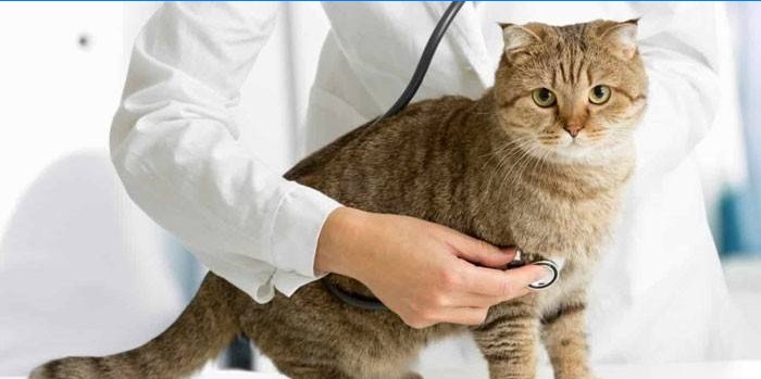 Kat og dyrlæge