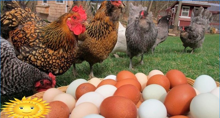 DIY hønsehjul til 10 kyllinger