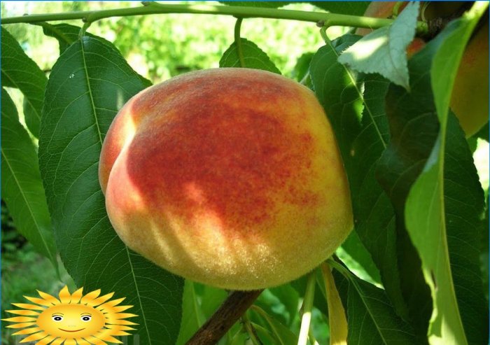 Peach Kiev tidligt