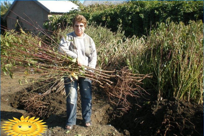 Ferskplanter