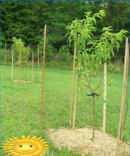 Plantning af en ferskenplante