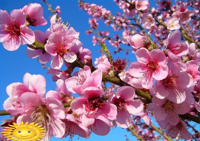 Fersken blomst