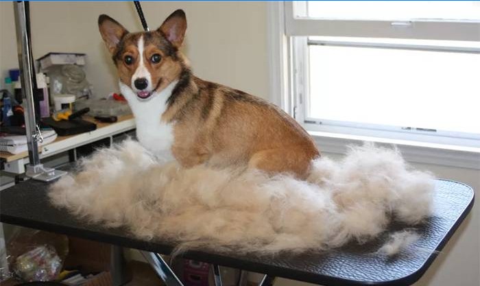 Hund efter pleje