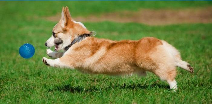 Hund leger med en bold