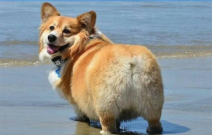 Fedme hos hunde