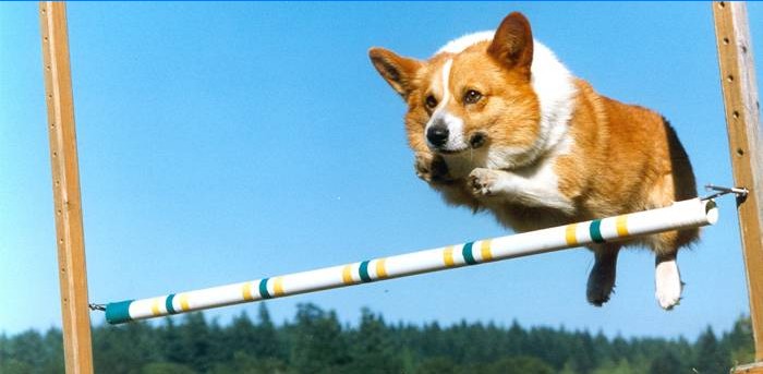 Hoppende hund