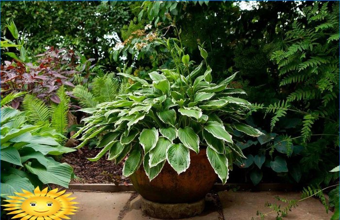 Havedekoration med blomstrende planter i containere og gryder
