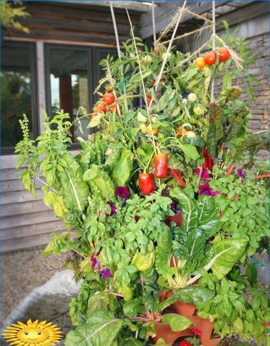 Havedekoration med blomstrende planter i containere og gryder