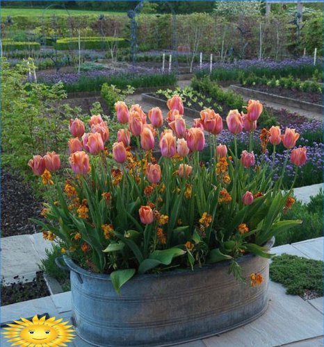 Havedekoration med blomstrende planter i containere og gryder