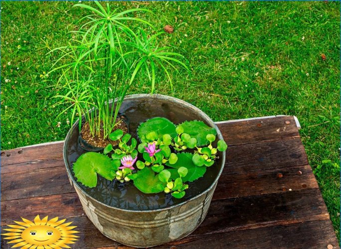 Havedekoration med blomstrende planter i containere og gryder