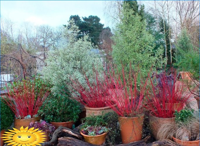 Havedekoration med blomstrende planter i containere og gryder