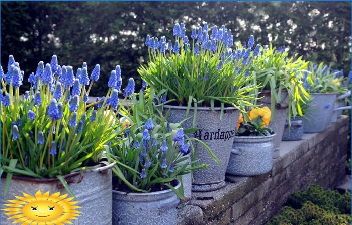 Havedekoration med blomstrende planter i containere og gryder