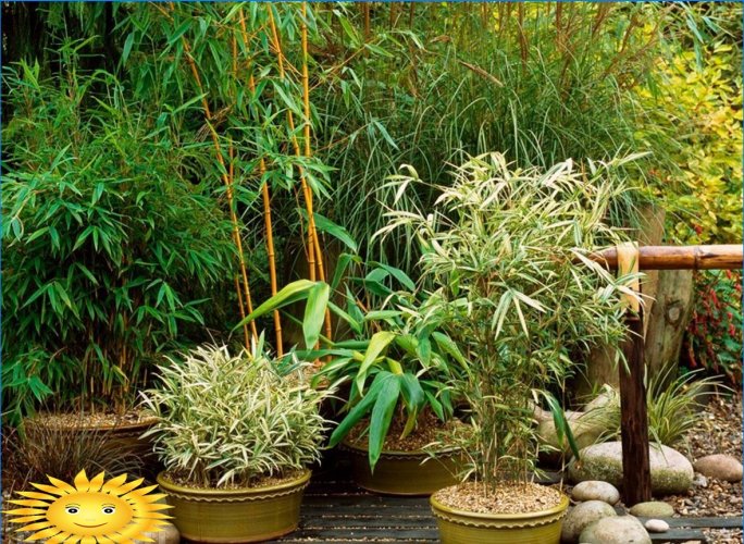 Havedekoration med blomstrende planter i containere og gryder