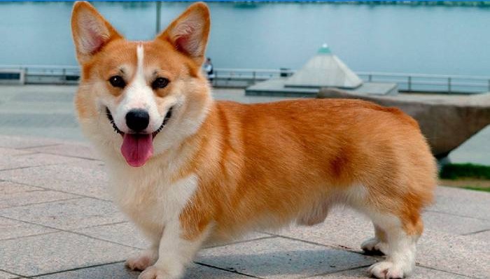 corgi