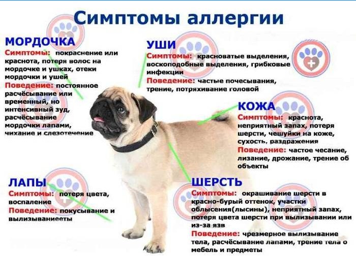 Hundeallergisymptomer