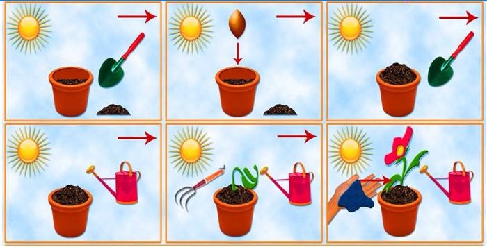 Plantning af en stueplante