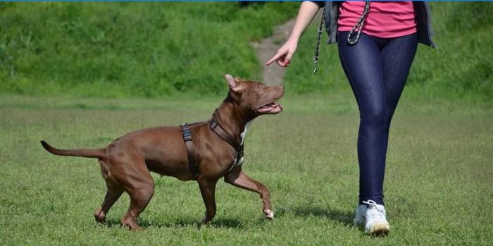 Pige træner en hund