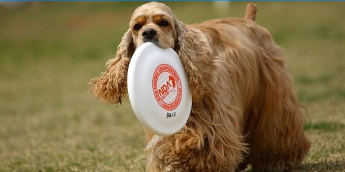 Hund med en disk