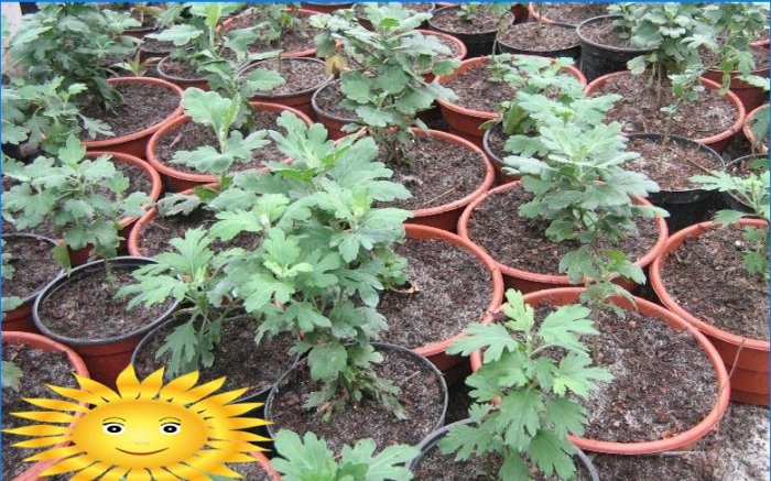 Kugleformede krysantemum i haven: plantning og pleje
