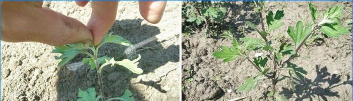 Kugleformede krysantemum i haven: plantning og pleje