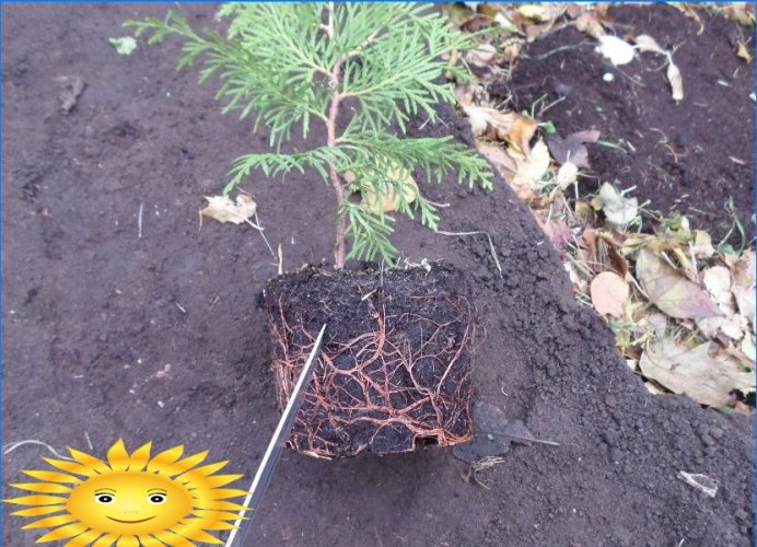 Master class: hvordan man planter thuja
