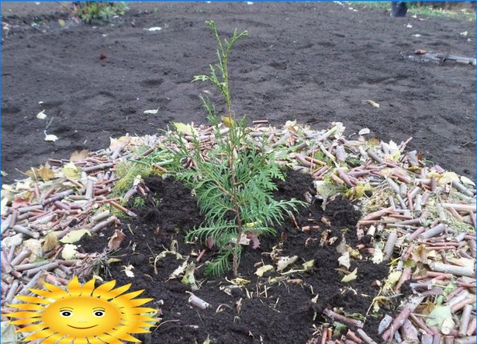 Master class: hvordan man planter thuja