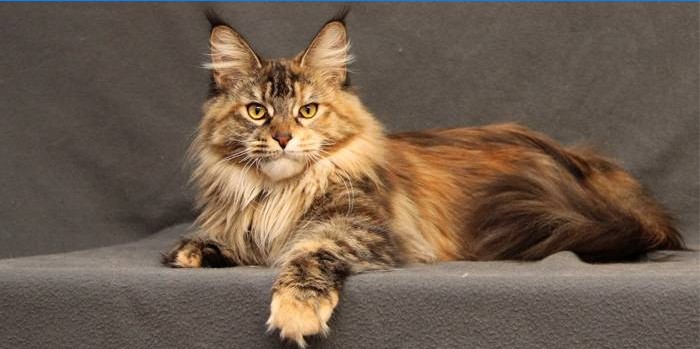 Maine Coon kat