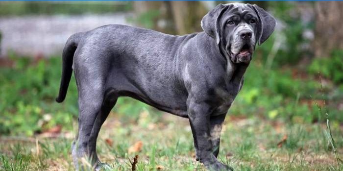 Napolitansk Mastiff