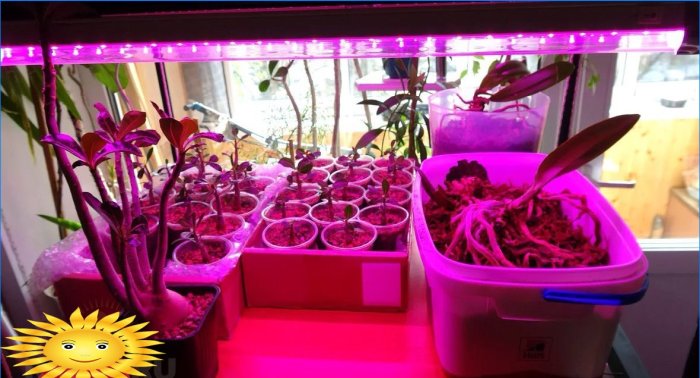 Phytolamper til indendørs planter og frøplanter