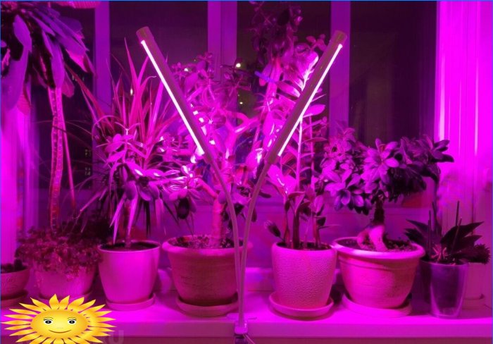 Phytolamper til indendørs planter og frøplanter